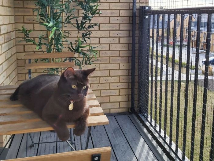 Ideen balkon für katzen gestalten